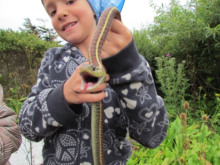 Coast Garter Snake
